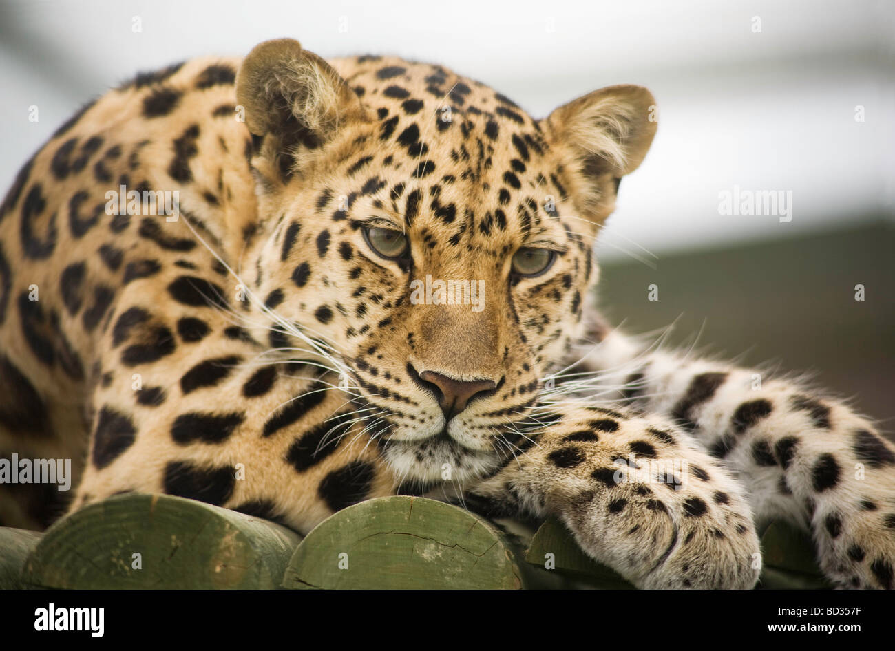 il leopardo di Amur dalla Russia solo circa 35 hanno lasciato nel mondo, il Cat Sanctuary alla Wildlife Heritage Foundation, Regno Unito Foto Stock