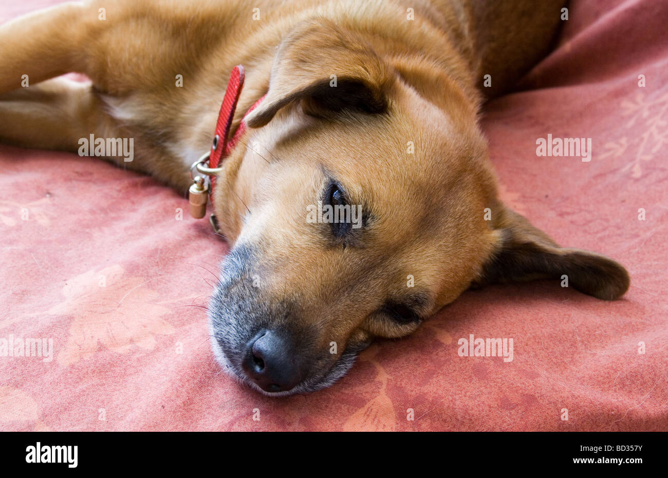 Piccolo Jack Russell cane trasversale che sonnecchia su una sedia Foto Stock