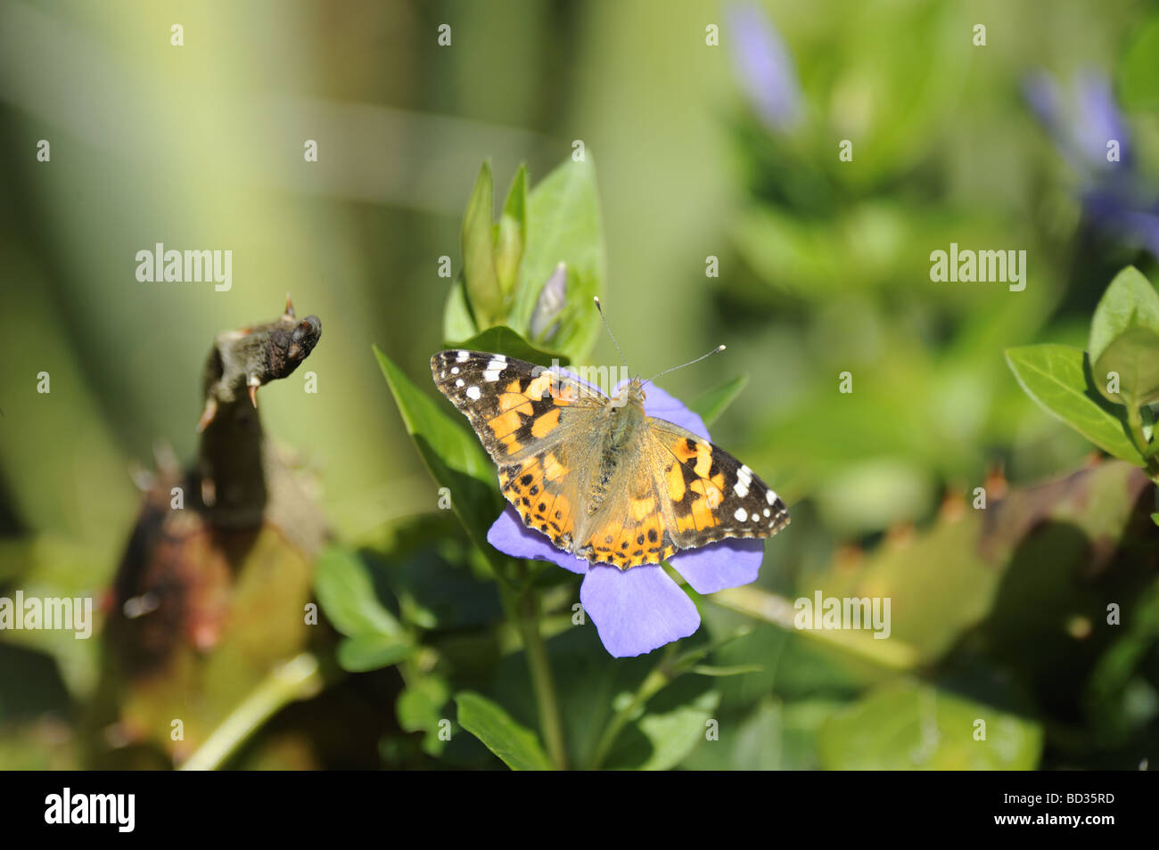 Spazzola Footed Butterfly - Vanessa Cardui Foto Stock
