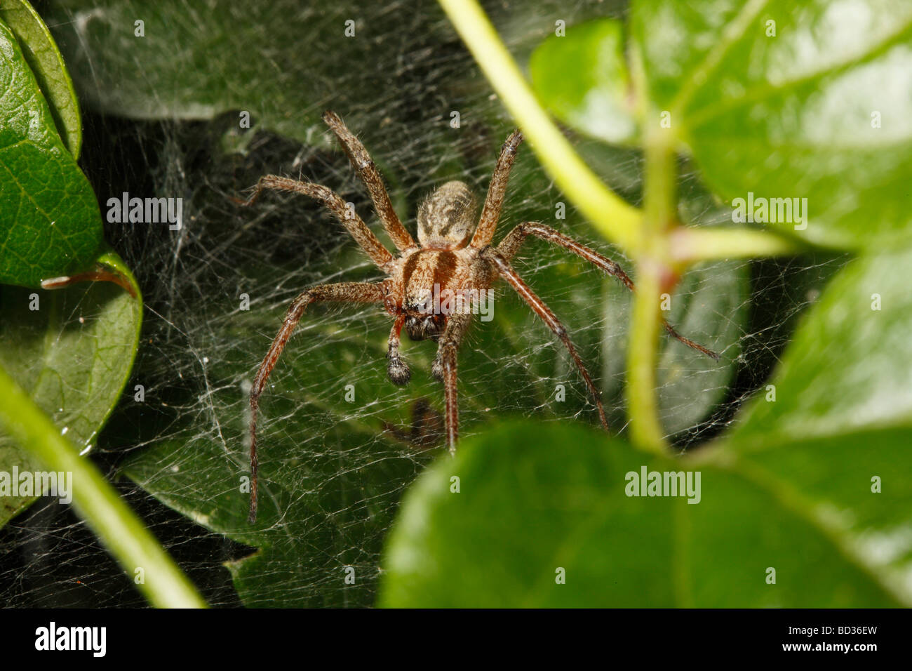 Agelena labyrinthica , Spider a labirinto nella parte anteriore del suo nido Foto Stock