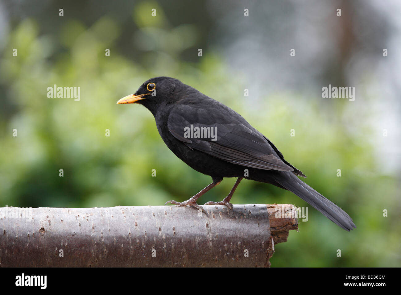 Merlo Turdus merula su un ramo Foto Stock