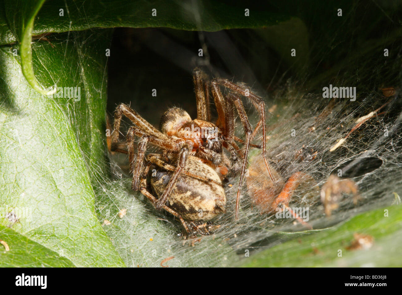 Labirinto maschio Spider tenendo premuto le femmine le gambe durante l'accoppiamento Foto Stock