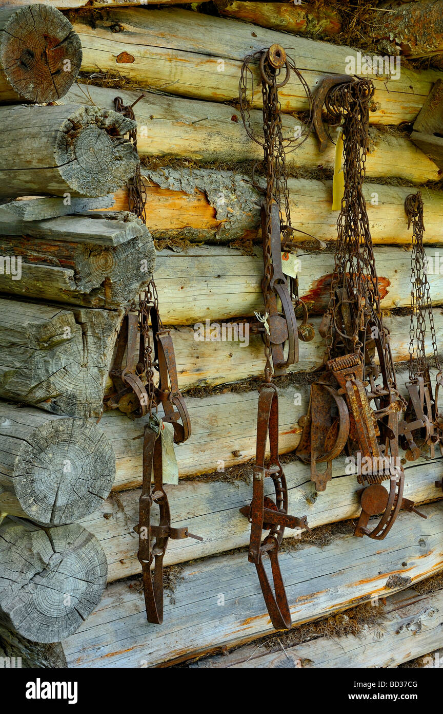 Un log la parete della cabina con arrugginita tagliole trappole per animali Foto Stock