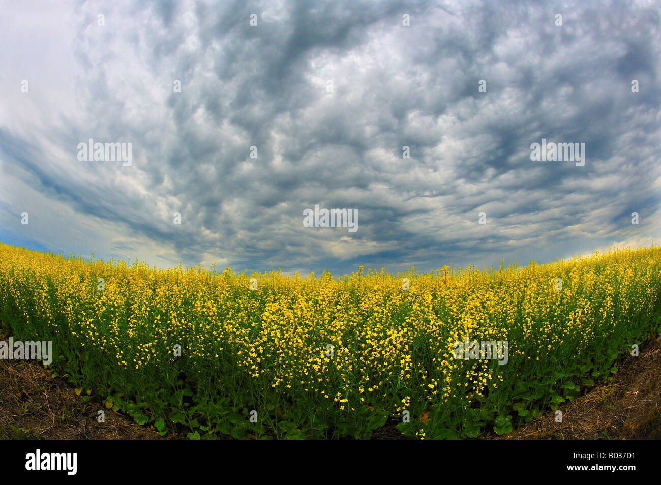 Nuvole temporalesche e raccolto di canola Foto Stock