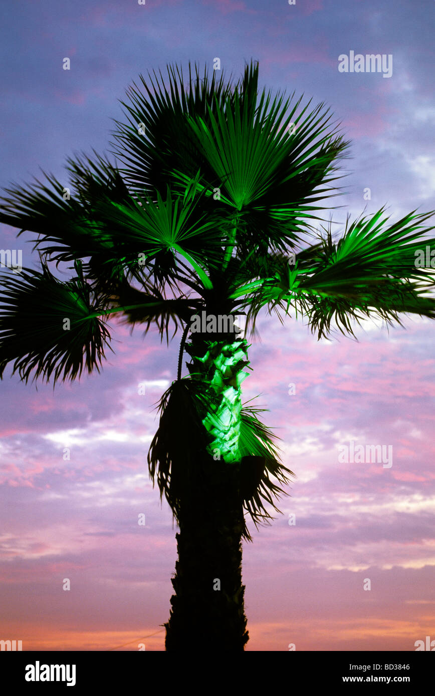 Accesa Palm tree al tramonto Santa Monica CA Foto Stock