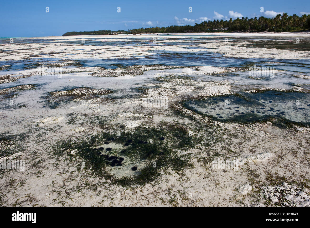 Ricci di mare in mare di Wadden a Pingwe, Zanzibar, Tanzania Africa Foto Stock