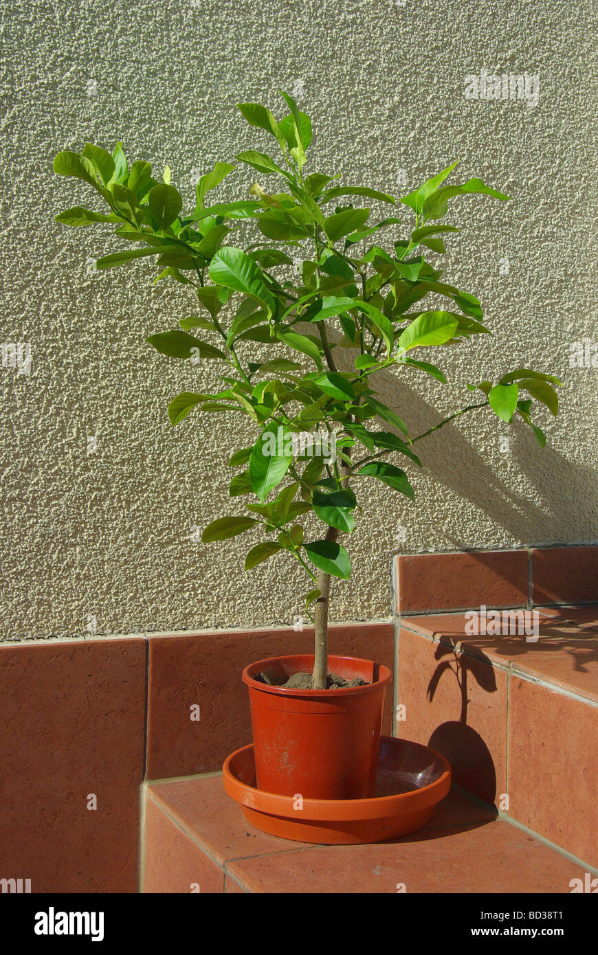 Zitronenbaum lemon tree 01 Foto Stock