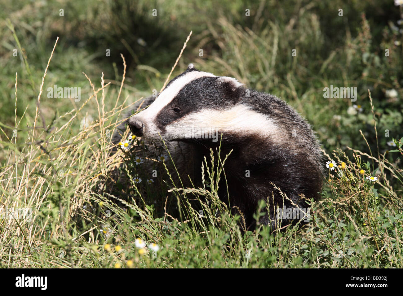Meles meles Foto Stock
