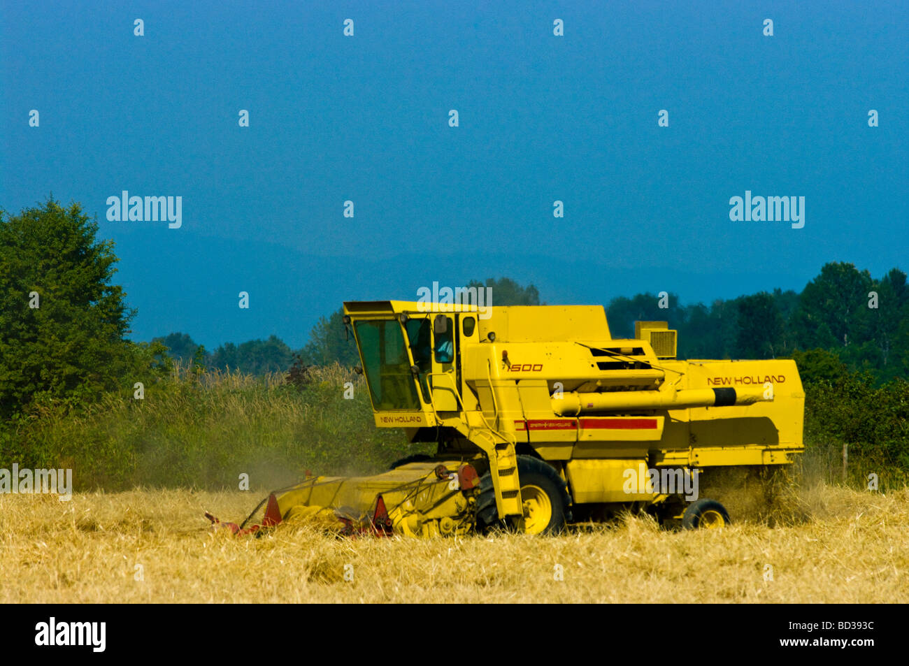 Fresa di fieno fieno di preparazione per l'imballatrice Foto Stock