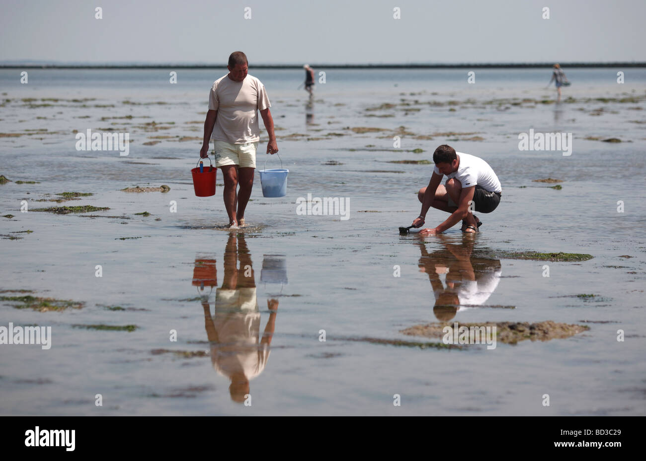 Fisherman ricerca per molluschi sulla spiaggia con la bassa marea sulla Ile de Noirmoutier sulla costa ovest della Francia Foto Stock