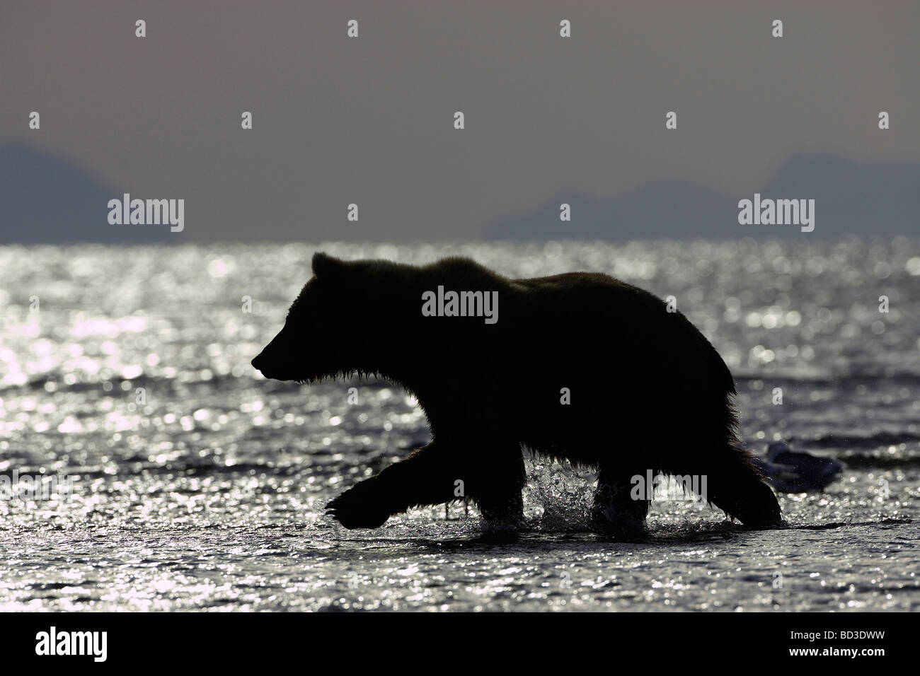 Orso grizzly (Ursus arctos horribilis) profilarsi in habitat costieri Foto Stock
