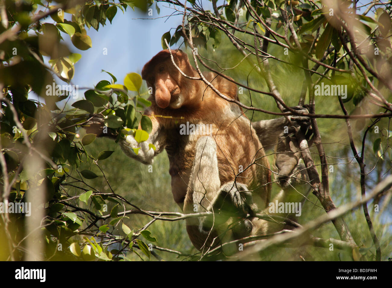 Proboscide Monkey alimentando in una struttura ad albero nel Bako National Park vicino a Kuching Sarawak Borneo Malaysia Southeast Asia Foto Stock