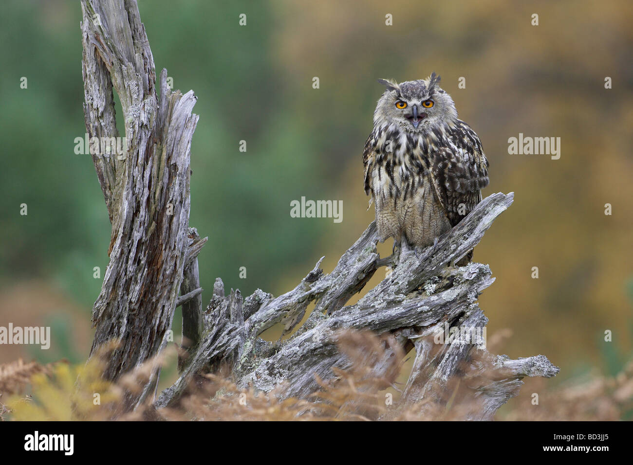 Gufo reale (Bubo bubo) appollaiato sul moncone di pino durante la chiamata Foto Stock