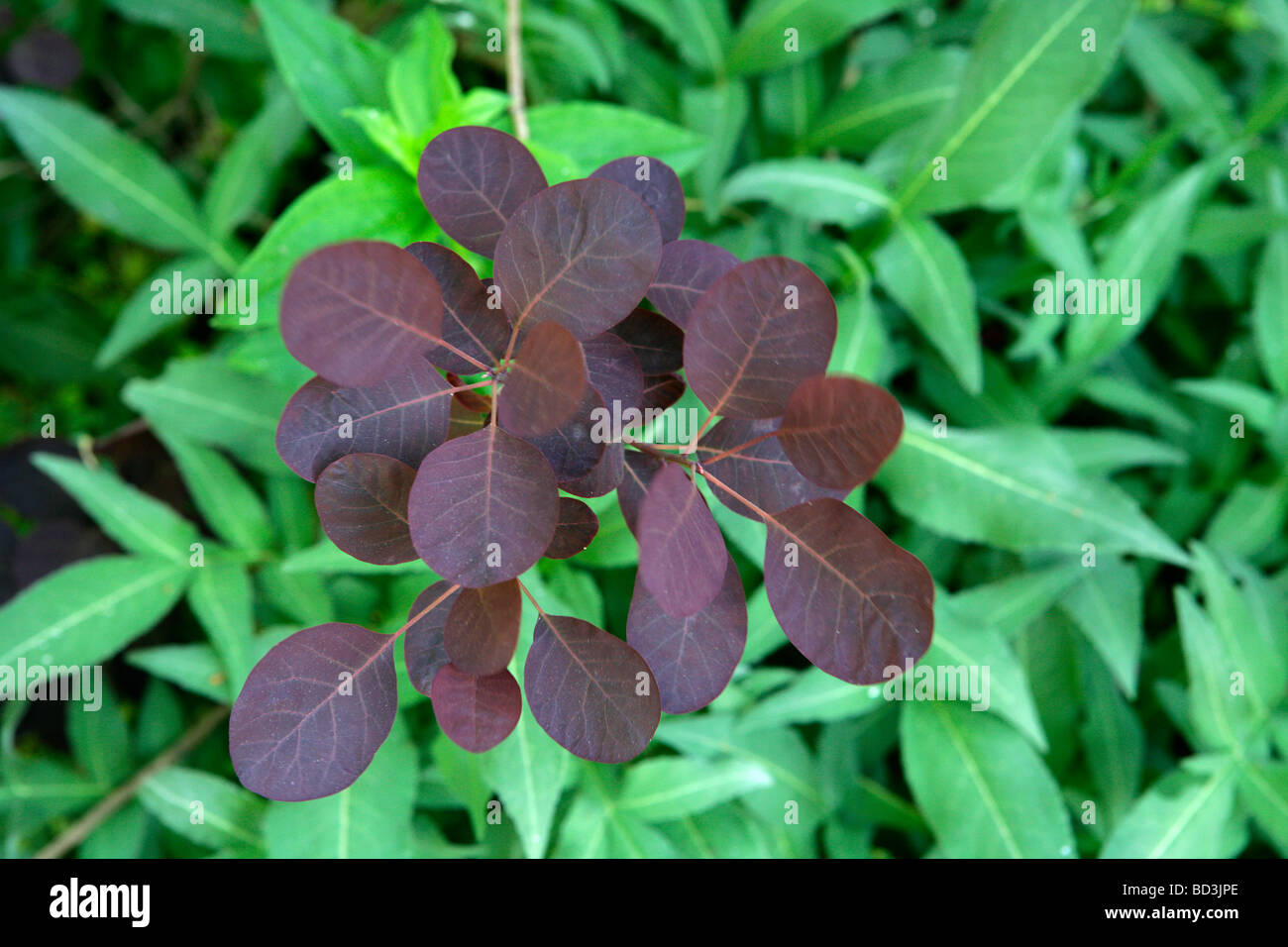 Cotinus coggygria, Eurasian smoketree, Royal Purple, fumo bush, Foto Stock