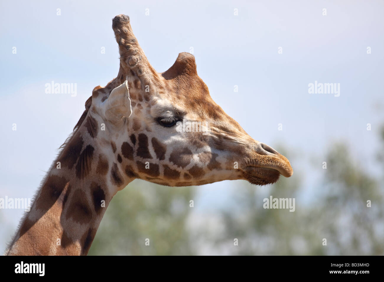 Giraffa Giraffa camelopardalis rothschildi Foto Stock