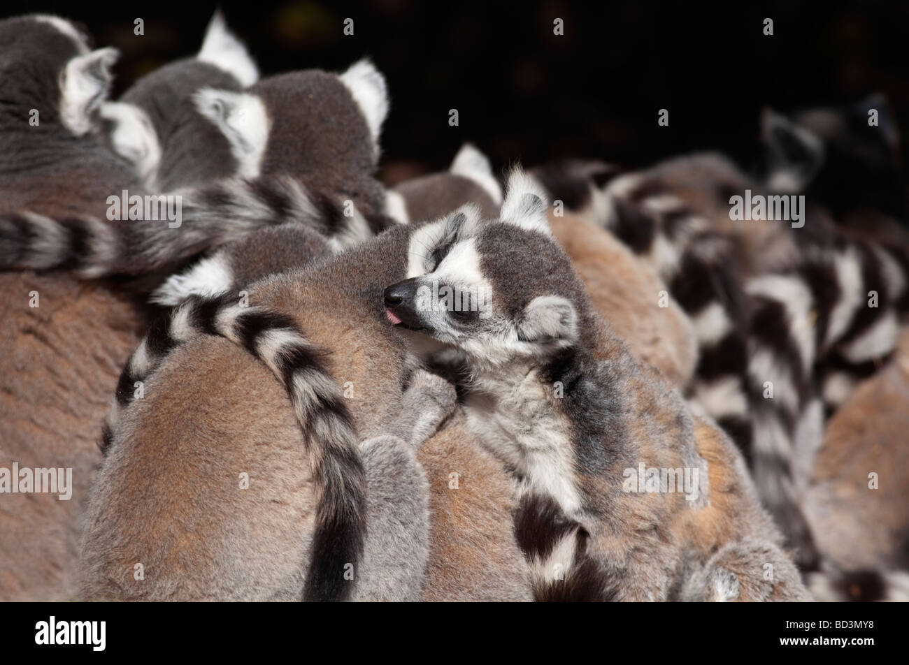 Anello-tailed lemuri Lemur catta Foto Stock