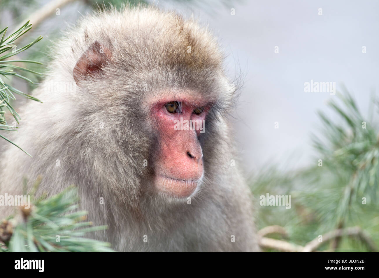 Giapponesi Macaque Macaca fuscata Snow Monkey Foto Stock