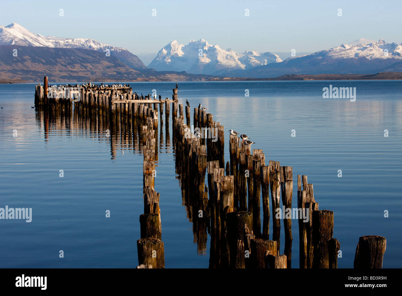 Cormorani appollaiate sul molo vecchio in Puerto Natales, Cile Foto Stock