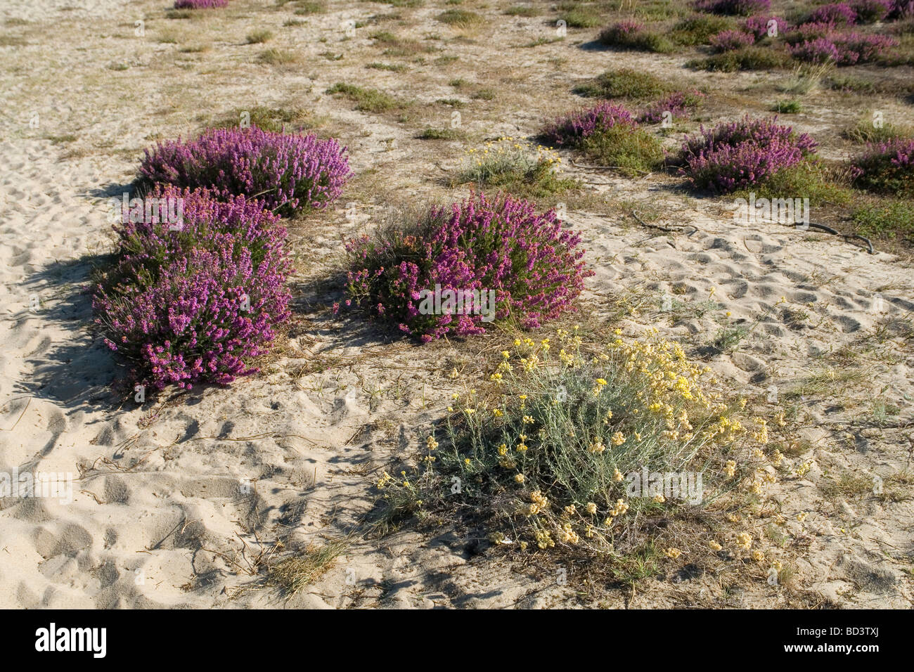 La colonizzazione del terreno di una zona aperta (Landes - Francia). La colonizzazione d'onu espace découvert (Landes - Francia). Foto Stock