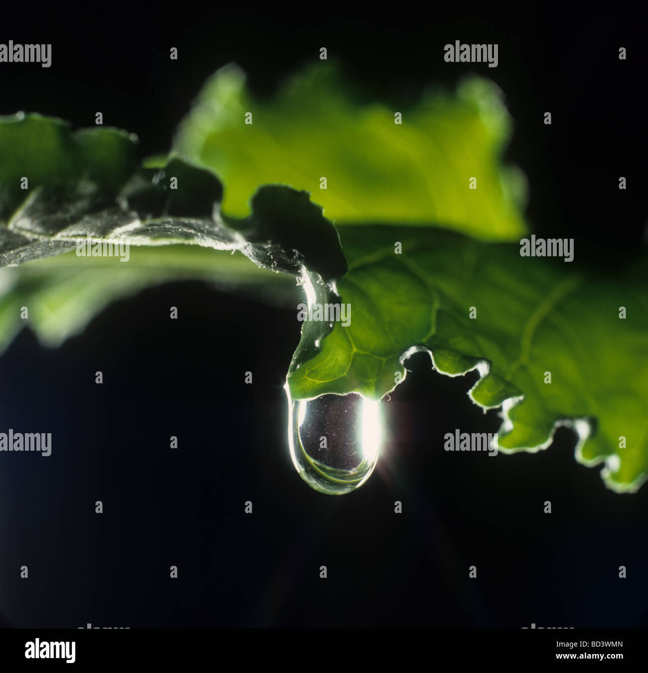 Goccia di acqua sul bordo di una barbabietola da zucchero leaf Foto Stock