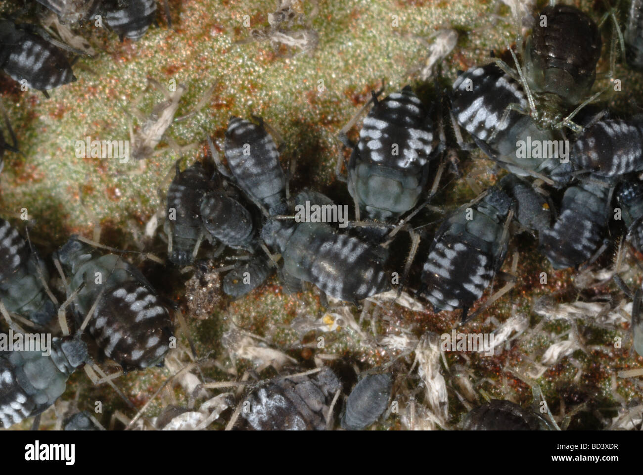 Fagiolo Nero afidi Aphis fabae wingless immaturo su una larga foglia di fagiolo Foto Stock