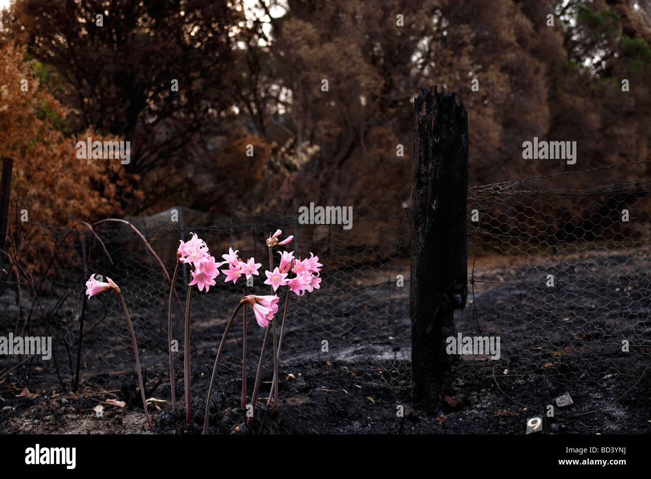 Lillies rosa nel paesaggio bruciato dal nero in stile vittoriano sabato bush incendi in Australia gli acciai Creek Feb 2009 Foto Stock