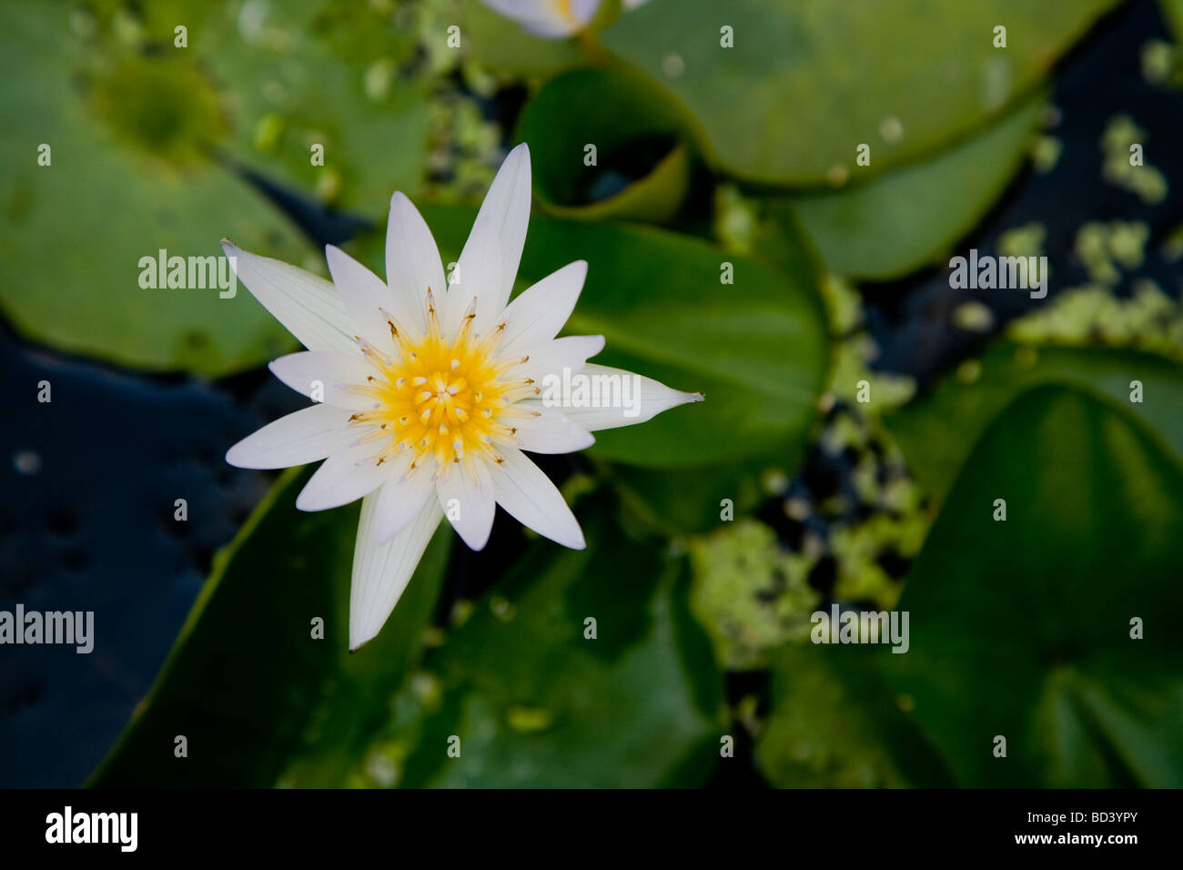 White Lotus Flower a Bangkok, in Thailandia Foto Stock