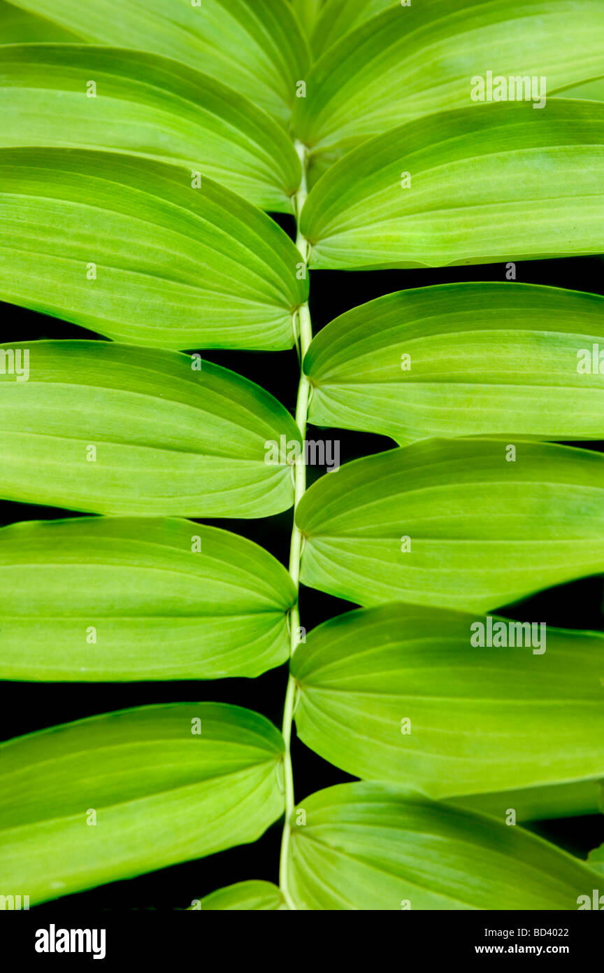 Verde vibrante di texture di sfondo di Salomone Polygonatum tenuta canaliculatum Foto Stock