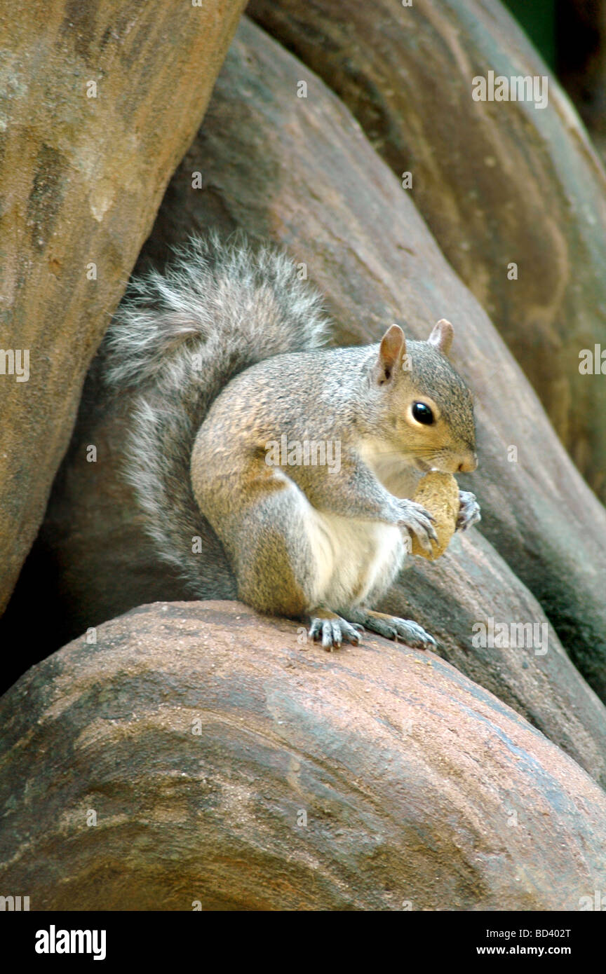 Bellissima foto di scoiattolo mangiare un dado Foto Stock