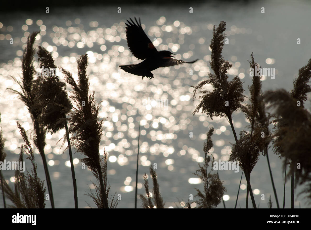 Rosso-winged blackbird stagliano scintillanti di acqua Foto Stock