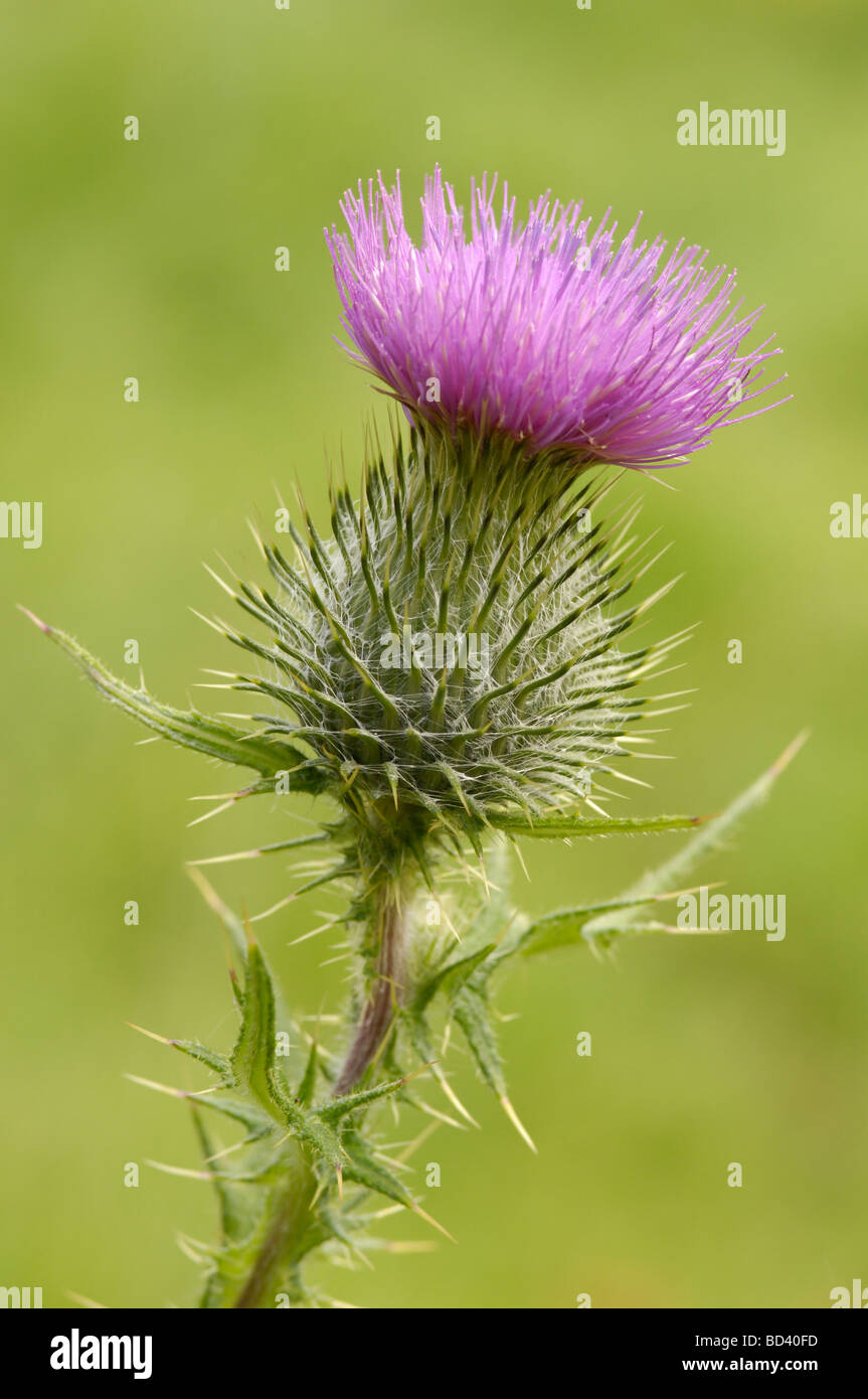 Spear Thistle, Cirsium vulgare, fioriti in prato pascolo, Scozia Foto Stock