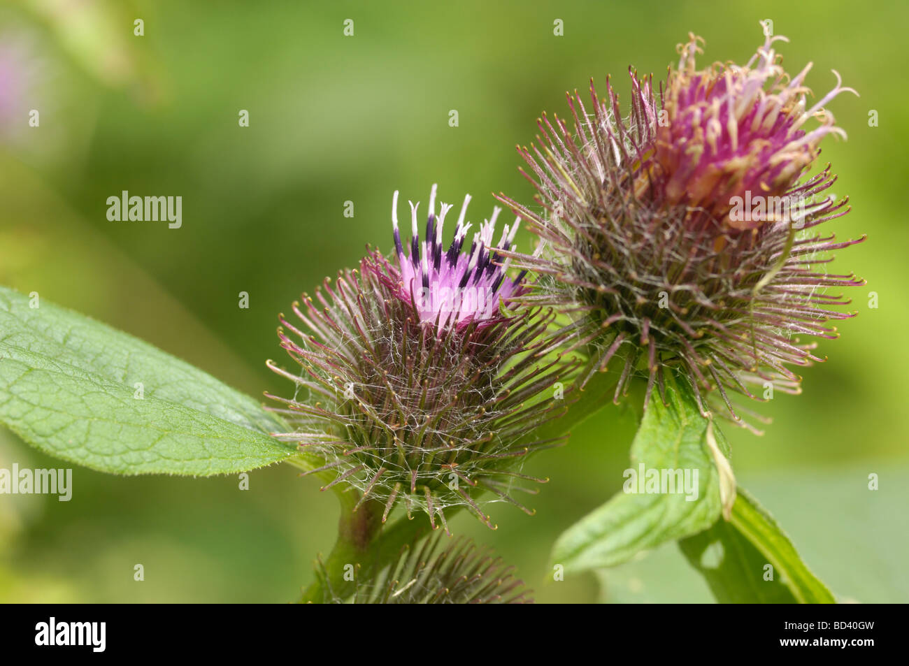 Minore, Bardana Arctium minus, fiori selvaggi nel bosco / strada, Scozia Foto Stock