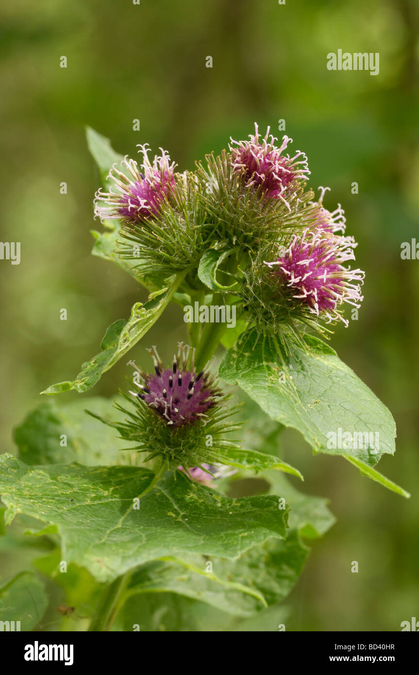 Minore, Bardana Arctium minus, fiori selvaggi nel bosco / strada, Scozia Foto Stock