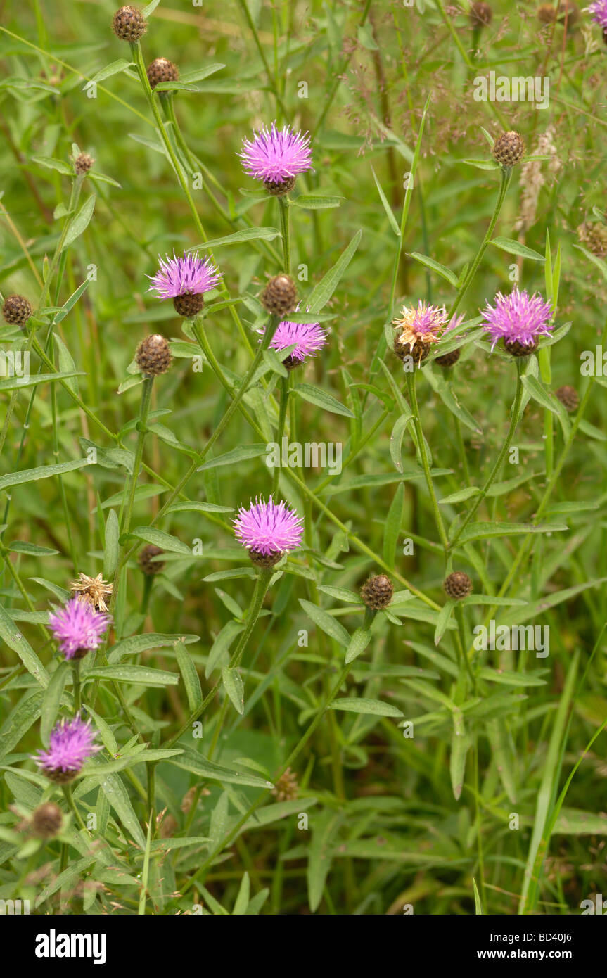 Fiordaliso comune, Centaurea nigra, fioriti in strada / prato pascolo, Scozia Foto Stock