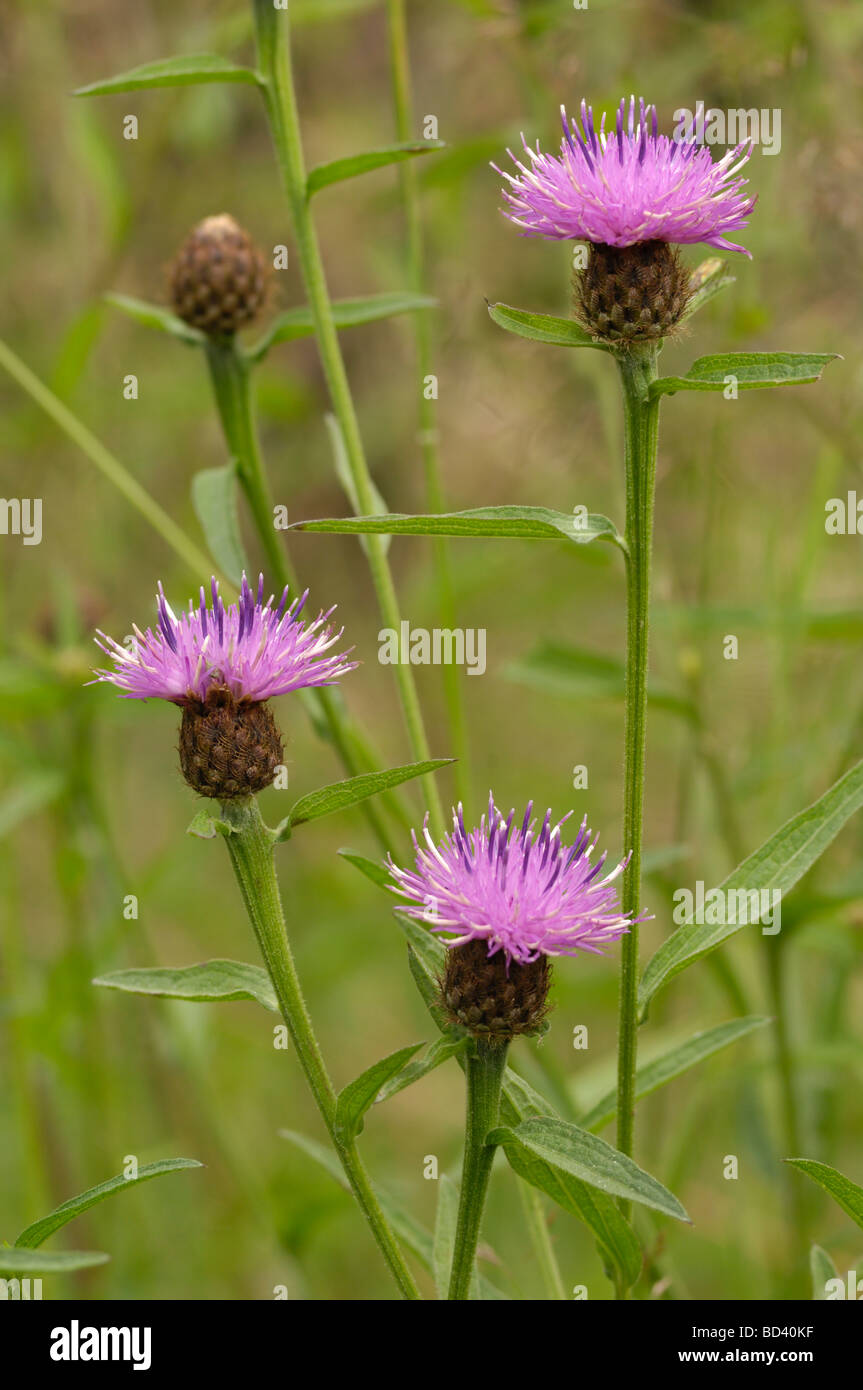 Fiordaliso comune, Centaurea nigra, fioriti in strada / prato pascolo, Scozia Foto Stock