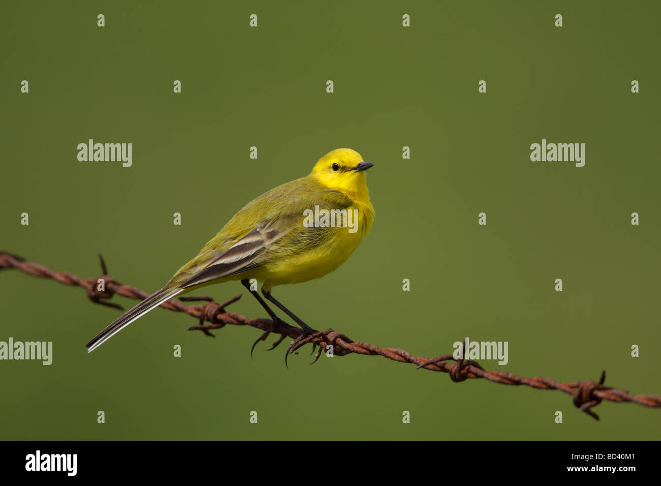 Maschio Wagtail giallo, Motacilla flava, appollaiato sul filo spinato, UK. Foto Stock