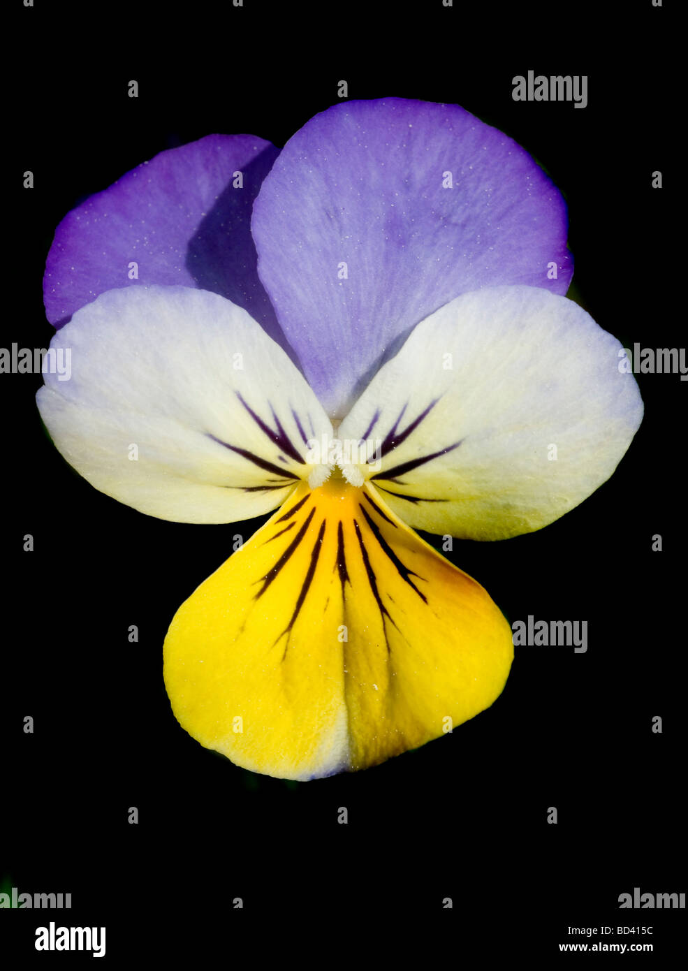 Fiore del Pansy Foto Stock