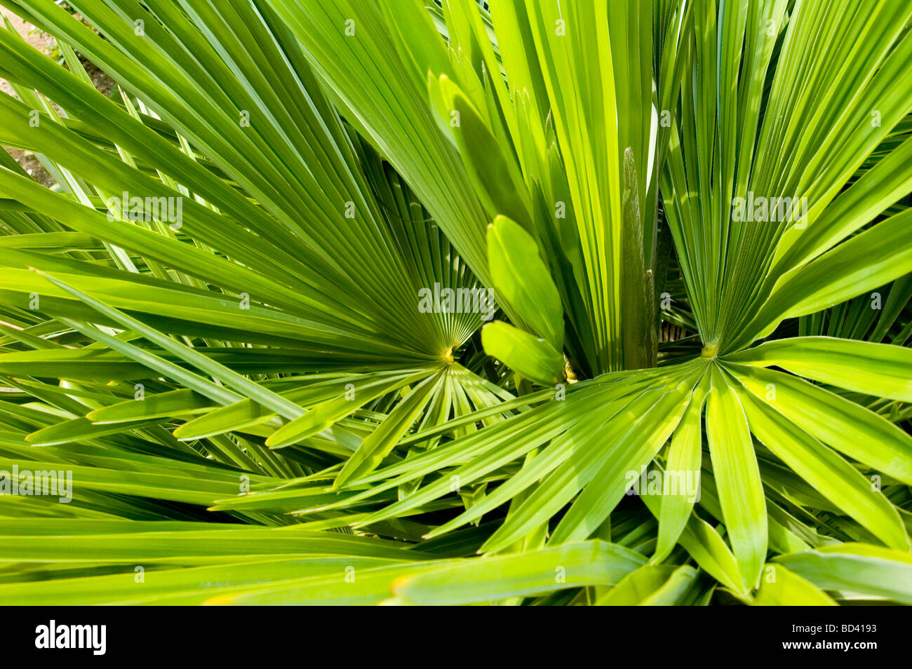 Palm Frond verde astratta texture di sfondo Foto Stock