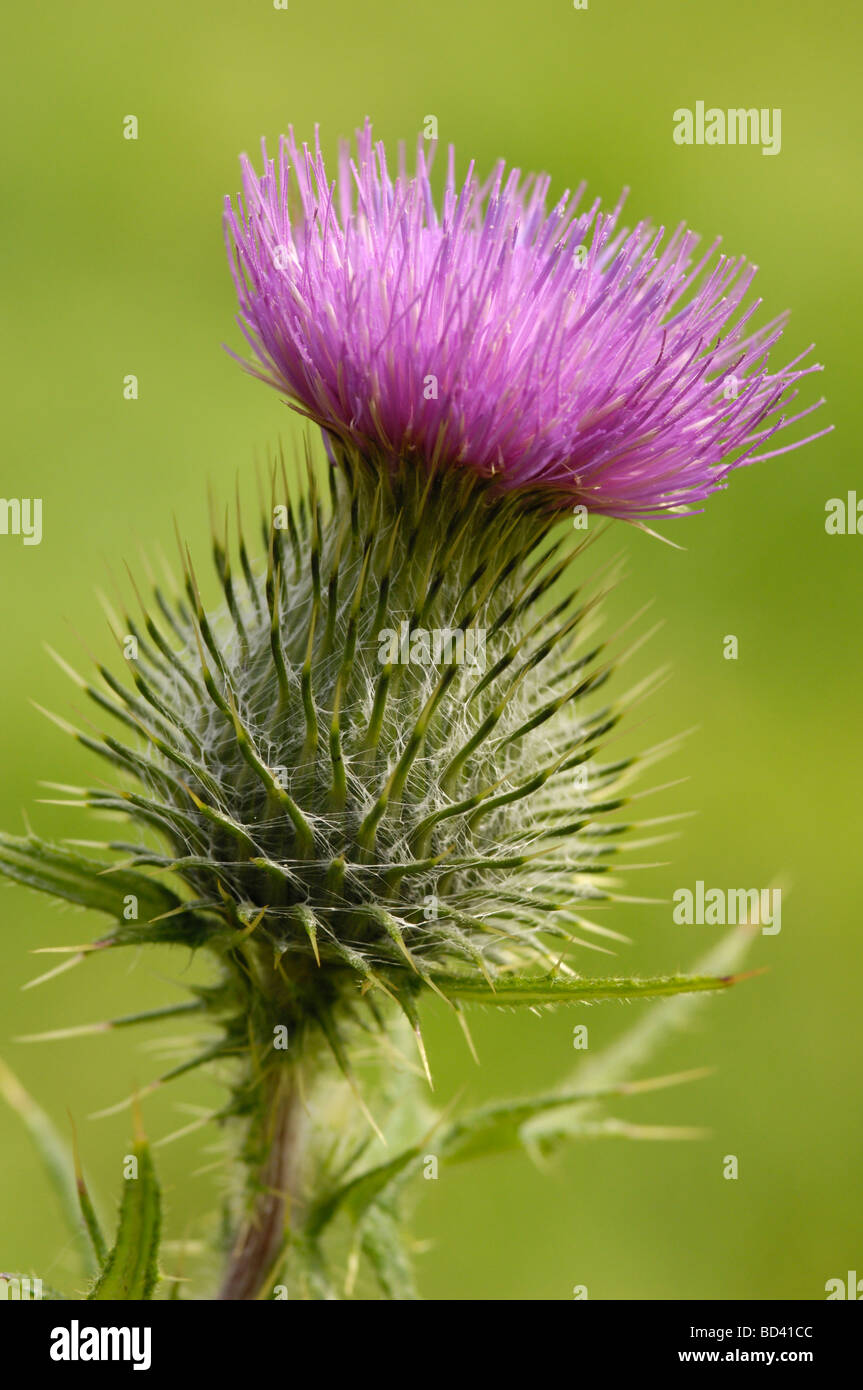 Spear Thistle, Cirsium vulgare, fioriti in prato pascolo, Scozia Foto Stock