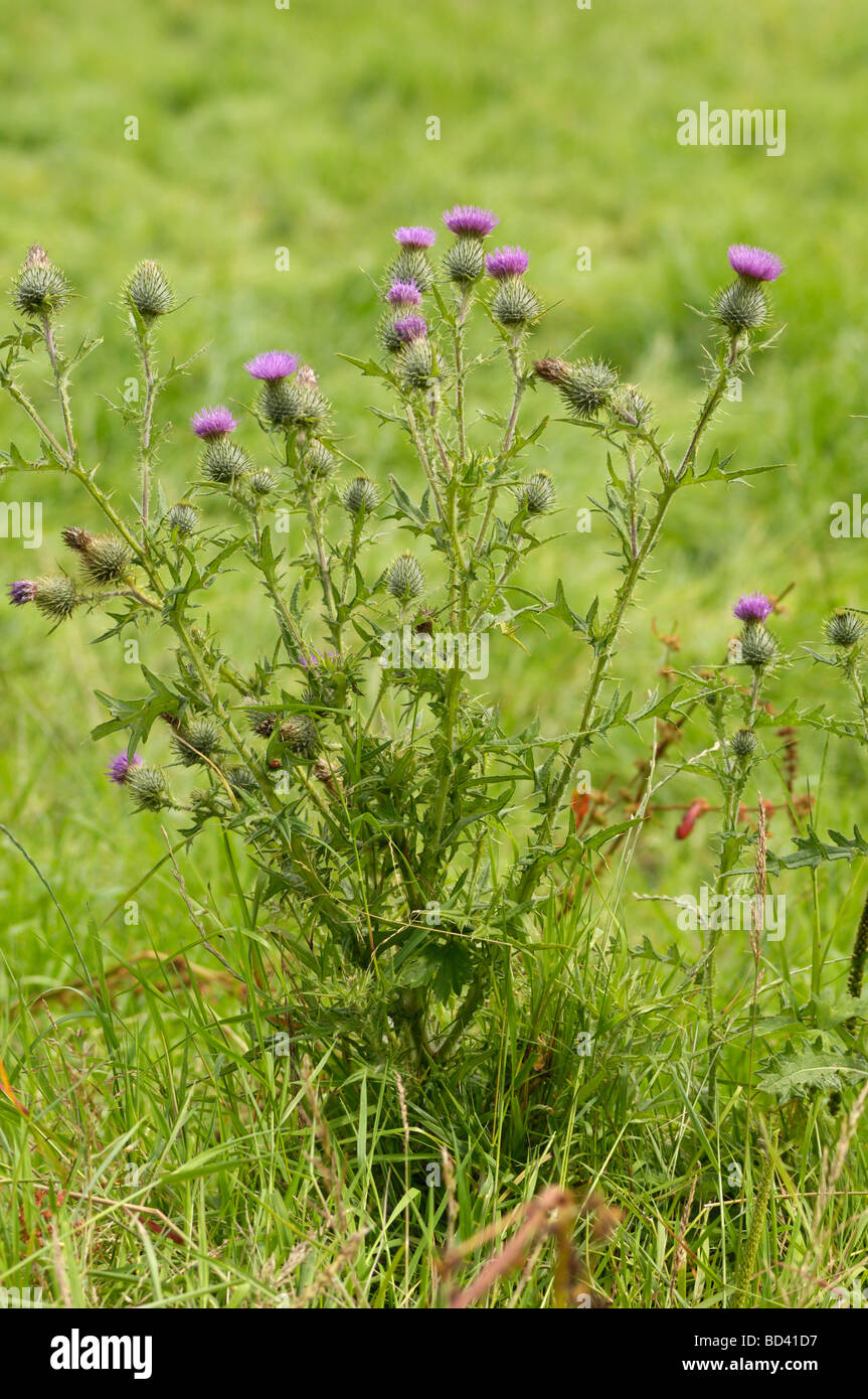 Spear Thistle, Cirsium vulgare, fioriti in prato pascolo, Scozia Foto Stock
