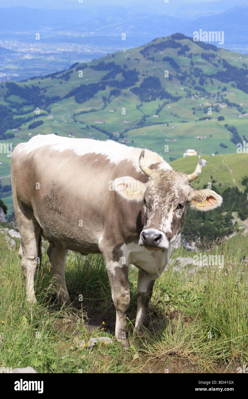 Il bianco e il grigio spotted cow in Svizzera impostazione alpina ad alta quota. Il capo macchiato è piuttosto unico per un tale animale. Foto Stock