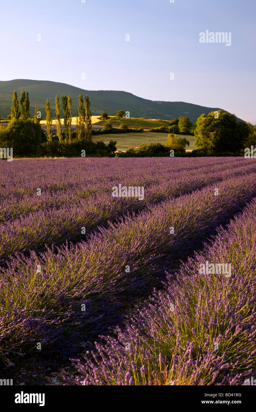 Campo di lavanda con colline e terreni agricoli al di là vicino a Sault, Provenza Francia Foto Stock