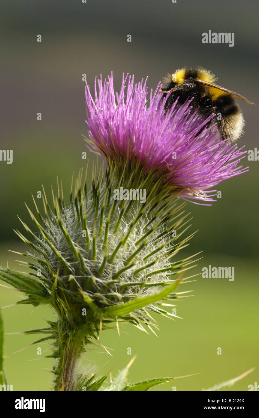 Bumblebee, Bombus sp., alimentazione su una Lancia Thistle, Cirsium vulgare, fioriti in prato pascolo, Scozia Foto Stock