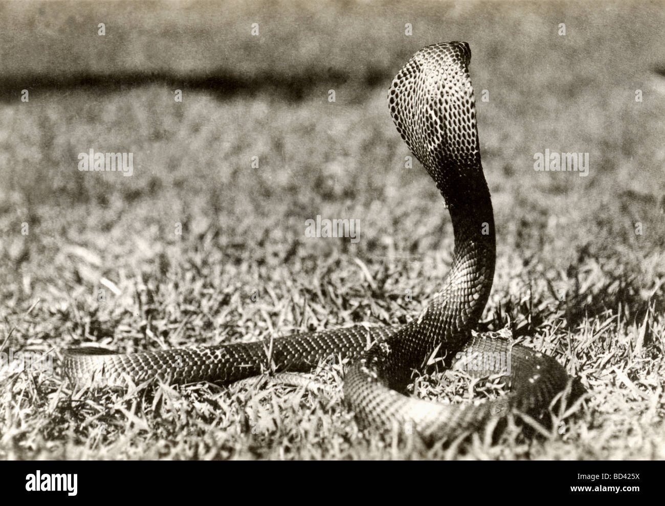 Cobra incappucciato con la testata sollevata Foto Stock