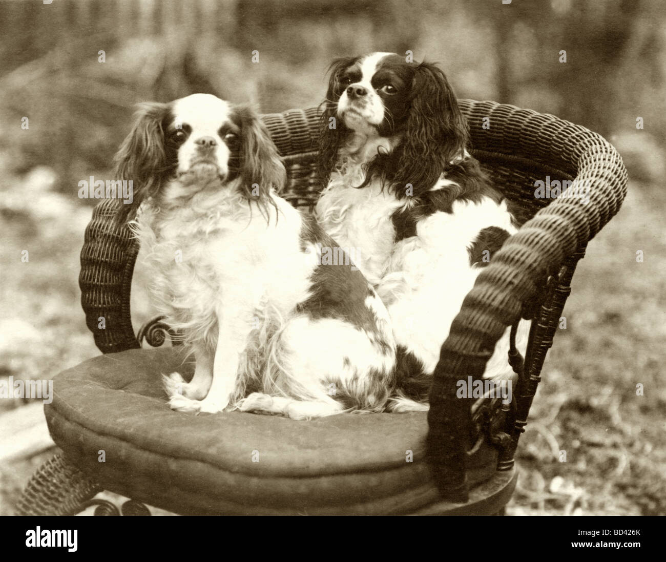 Due cani Pekingese nella sedia di vimini Foto Stock