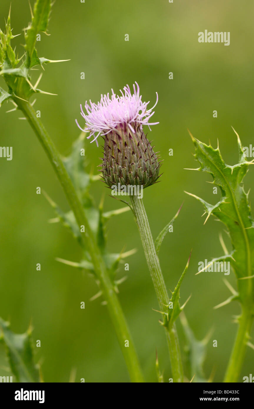 Creeping Thistle, Cirsium arvense, fioriti in strada / prato pascolo, Scozia Foto Stock