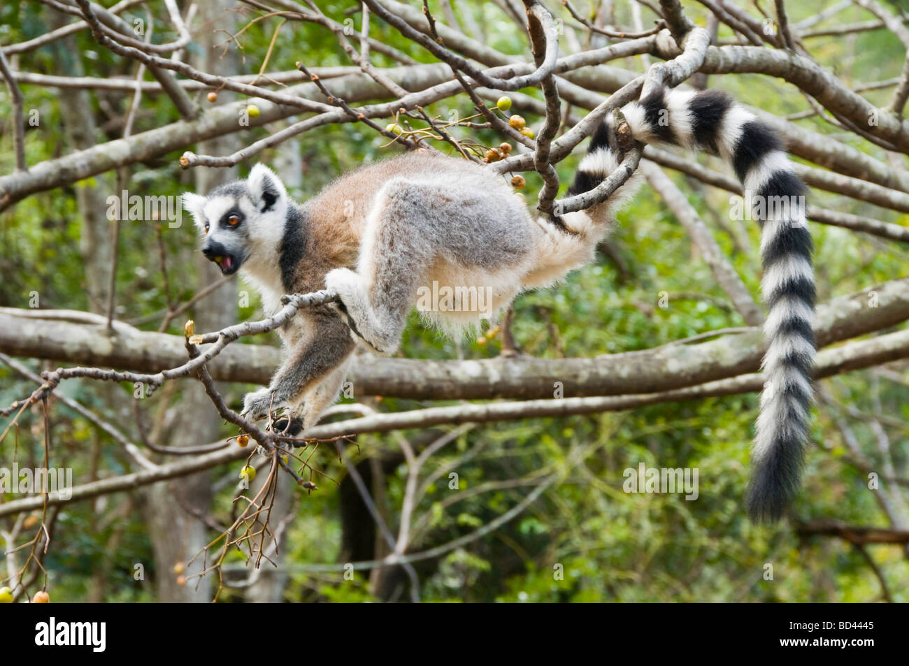 L'anello tailed Lemur catta () in Isalo Parco nazionale del Madagascar Foto Stock