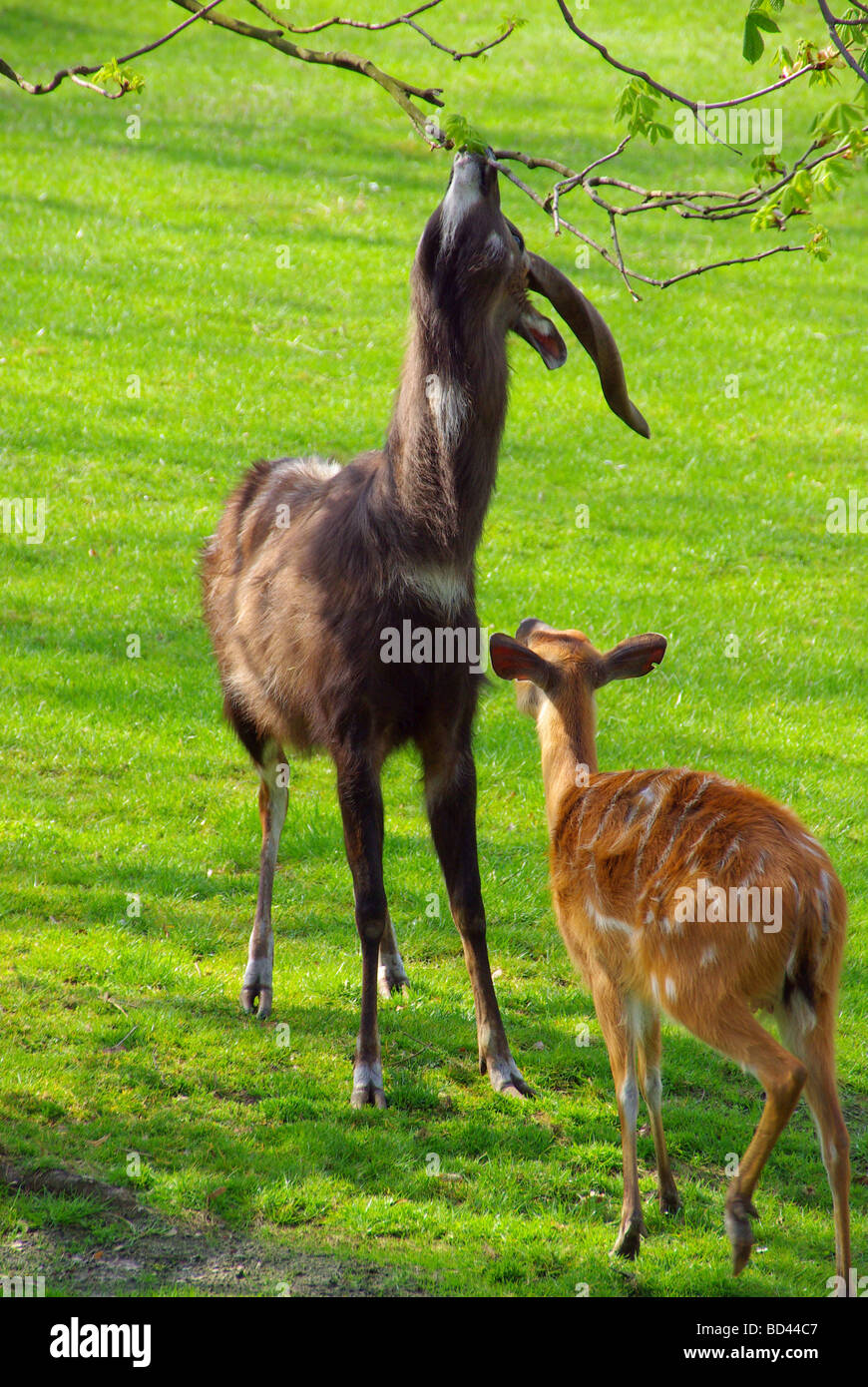 Antilope antilope 04 Foto Stock