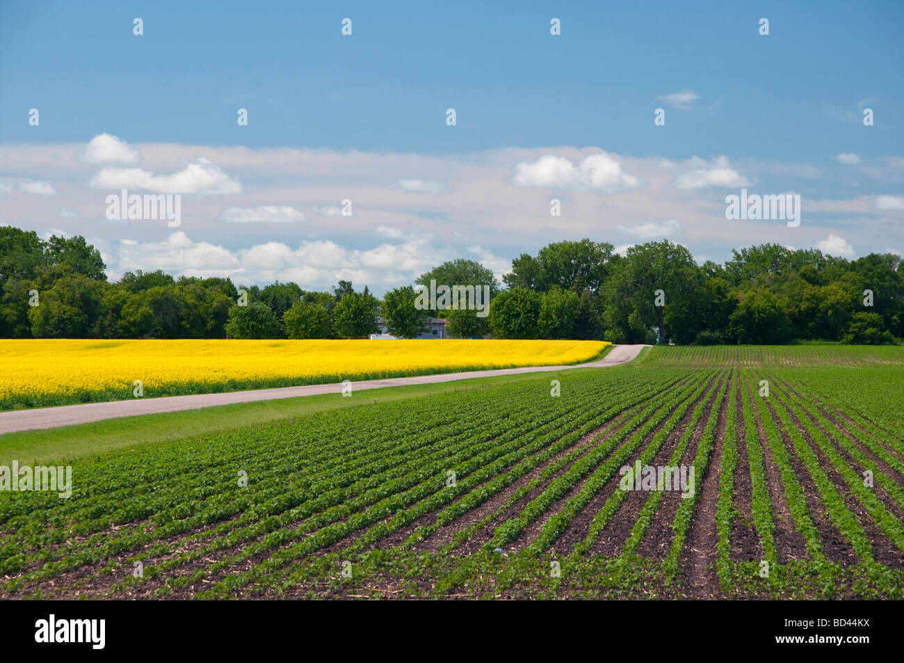 Una fattoria rurale su strada e un campo di Canola in fiore nei pressi di Winkler Manitoba Canada Foto Stock