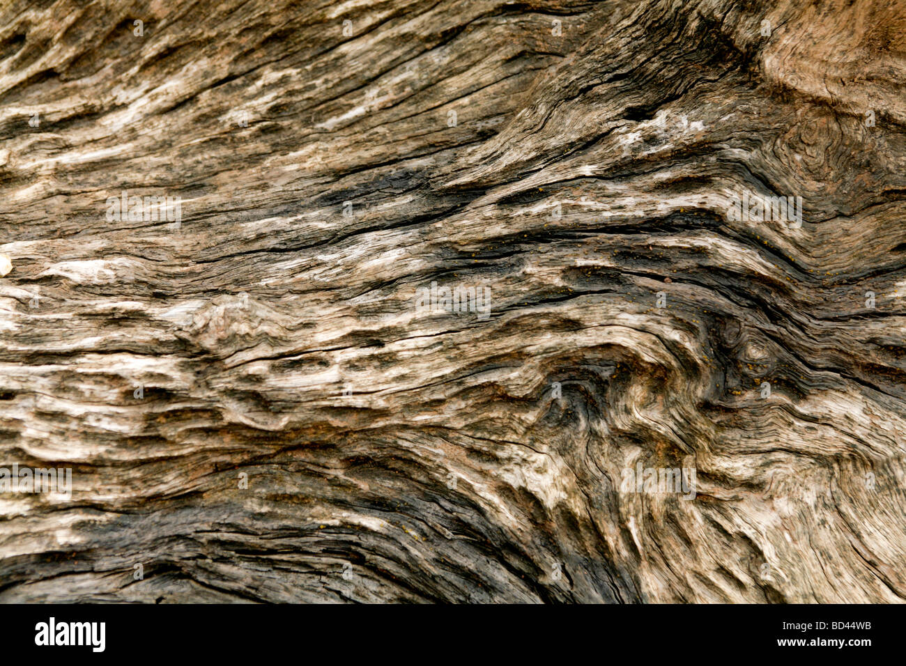 Laos, 2006: esagerate i modelli di granella mostra nel sommerso di recente timer estratta dall'Ang Nam Ngum lake Foto Stock